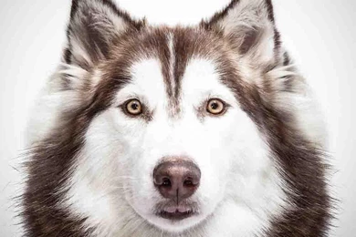 Siberian Husky Wallpapers   Android Apps And Tests   AndroidPIT