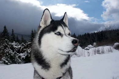 Husky 1920x1200 Wallpapers Husky 1920x1200 Wallpapers Amp Pictures ...