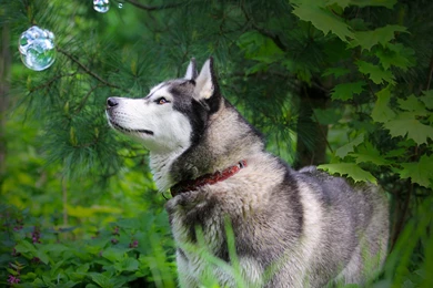 Husky Siberian Husky Hd Huskies Wallpapers Siberian Husky Wallpapers ...