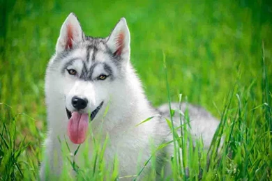 Siberian Husky Wallpapers   Android Apps On Google Play