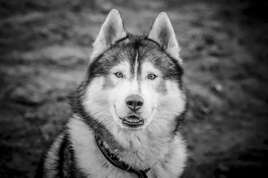 Siberian Husky Wallpapers   Android Apps On Google Play