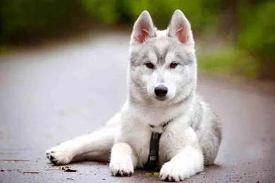 Siberian Husky Wallpapers Android Apps And Tests AndroidPIT