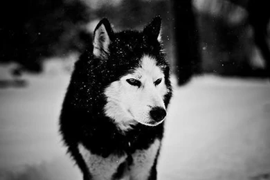 Siberian Husky Animals Close up Grayscale Husky Wallpapers