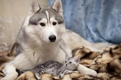 Siberian Husky Wallpapers