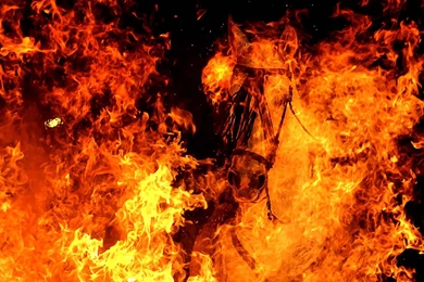 Top Fiery Horse Is A Wallpapers