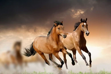 Fiery Horse Wallpapers Picture Daily Update