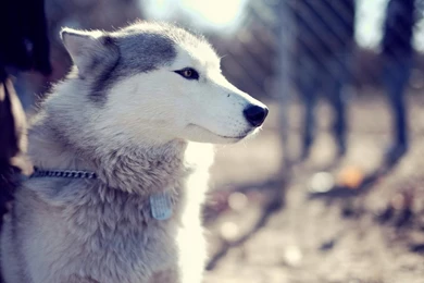 Siberian Husky Wallpapers