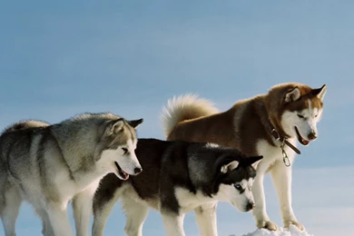 High Resolution Animal Dog Siberian Husky Wallpapers HD 16 Full ...