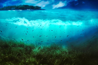 Theme Bin» Blog Archive » Sea World HD Wallpapers