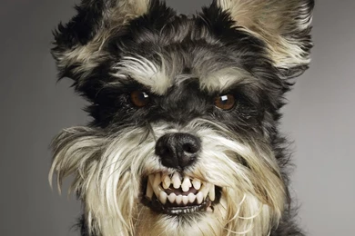 Scary Dog Pictures   Wallpapers HD Fine
