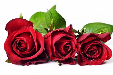 Red Rose Flower Wallpapers Free Download,desktop Wallpapers