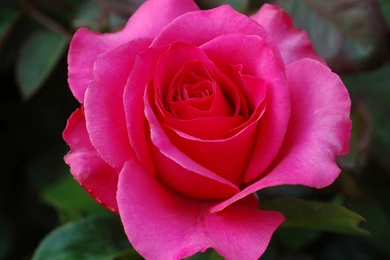 Rose Flower Wallpapers Hd Wallpapers ›› Page 7