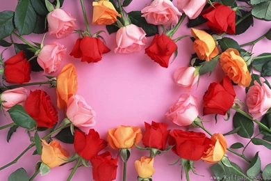 Rose Combination － Flower Wallpapers   Free Download Wallpapers ...