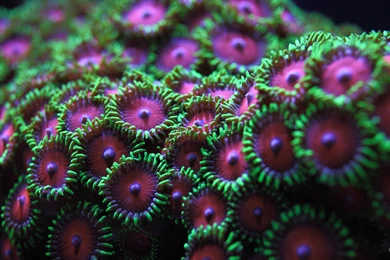 Green Purple, Store, 1920x1080 HD Wallpapers And FREE Stock Photo