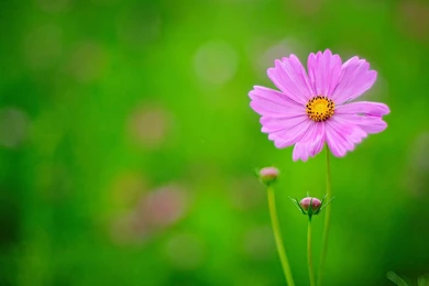 Purple Flower On Green Backgrounds   Wallpapers