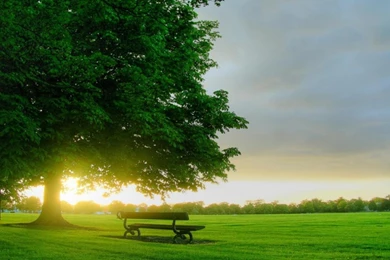 Green Nature In The Morning Wallpapers   HD Great Images