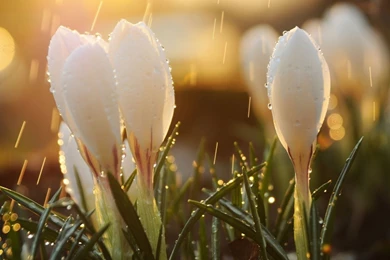 Crocus Flower In The Morning Wallpapers