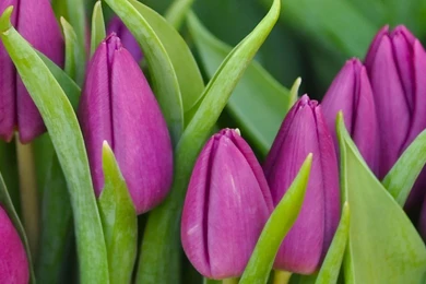 Download Wallpapers 3840x1200 Tulips, Flowers, Buds, Purple, Flower ...