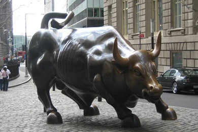 Bull Pictures On Animal Picture Society