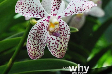 Christian Cellphone Wallpapers Download   InductiveBibleStudy.net