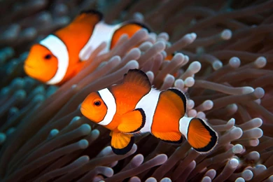 Clown Fish Wallpapers   Wallpapers Cave