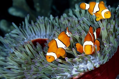 Clown Fish Wallpapers