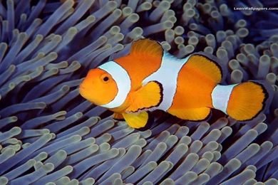 Ashley Buck: Clown Fish High Quality Wallpapers