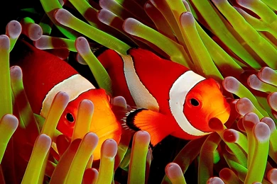 Clown Fish Wallpapers