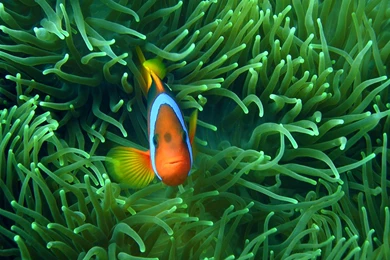 Clown Fish Wallpapers   Animal Wallpapers
