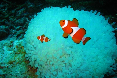 Clown Fish Wallpapers