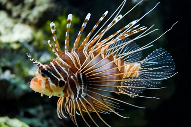 Bright Colors Of Clown Fish Wallpaper,Bright Wallpaper,Colors ...