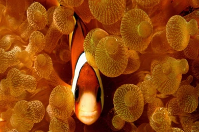 Clownfish In Anemone Wallpapers