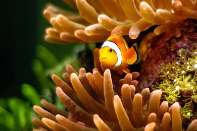 Desktop HD Wallpapers Free Downloads: Clown Fish HD Wallpapers