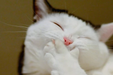 Cats Animals Funny Humour Wallpapers   (