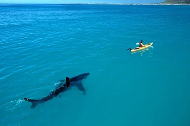 Boat Shark Attack Sea Ocean Nature Hd Wallpapers   (