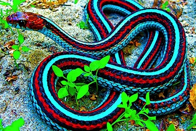 Snakes Wallpapers   (