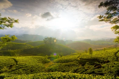 Munnar Hills In Kerala: Nature & Landscape Wallpapers