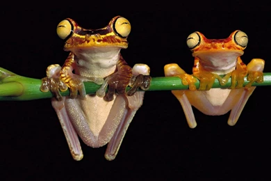 Crazy Looking Animal Wallpapers (4)   HD Free Pic Another ...