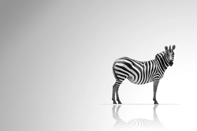 Zebra Animal Wallpapers HD