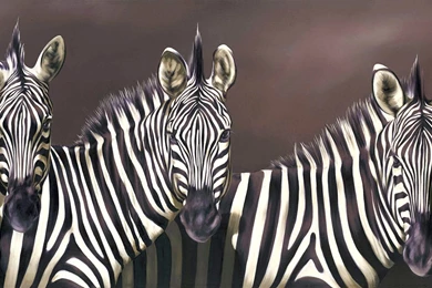 Zebra Wallpapers HD