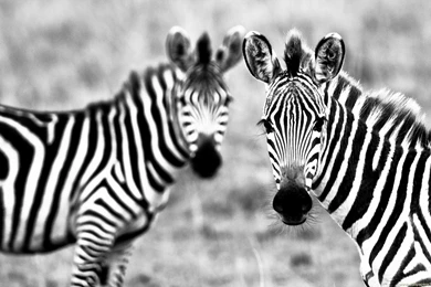 Zebra Wallpapers – AB Wallpapers