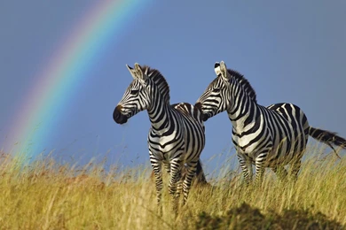 Zebra Wallpapers HD