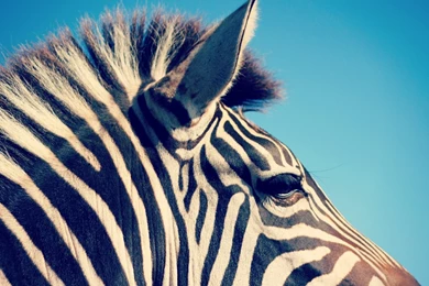 Download Wallpapers 2560x1440 Zebra, Head, Band Mac iMac 27 HD ...