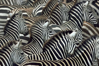 Zebra Wallpapers HD