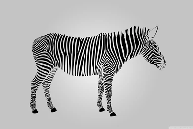 Zebra HD Desktop Wallpapers : Widescreen : High Definition : Mobile