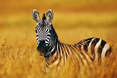 Zebra_1024x768_3660.jpg