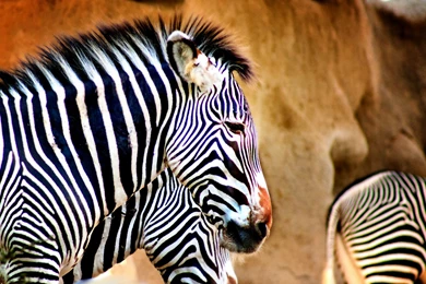 Theme Bin» Blog Archive » Zebra HD Wallpapers