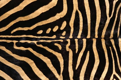 Black Zebra Fur Texture Wallpapers HD, HD Desktop Wallpapers