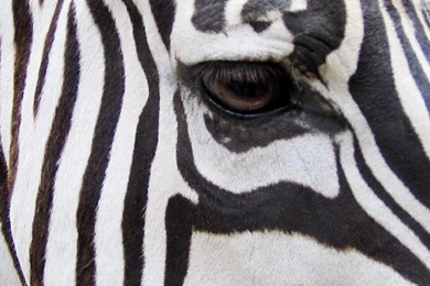 Zebra Hd Wallpapers   (