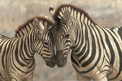 Zebra